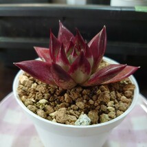 多肉植物　６ エケベリア　レッドエボニース−パ−クロ−ン　467 _画像8