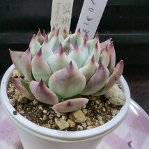 多肉植物ヤ10エケベリア　水蜜桃×エイグリ−ワン　313 _画像5