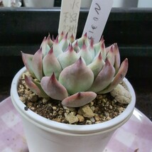 多肉植物ヤ10エケベリア　水蜜桃×エイグリ−ワン　313 _画像3