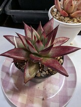 多肉植物661 エケベリア レッドエボニース−パ−クロ−ン　ヤ即11_画像3