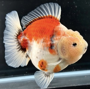 金魚専門店【GOOD's Gold Fish shop 名古屋】タイ産◆モヒカン オランダ◆更紗 トリカラー 三色◆14cm 雄タイプ ショートテール