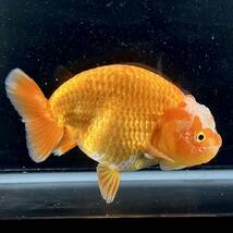 金魚専門店【GOOD's Gold Fish shop 名古屋】タイ産◆赤勝ち更紗◆らんちゅう◆バッファロー 窓_画像2