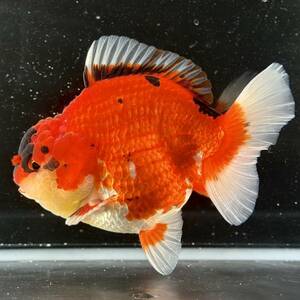 金魚専門店【GOOD's Gold Fish shop 名古屋】タイ産◆モヒカン バッファロー オランダ◆赤勝ち更紗 三色 トリカラー◆日本初上陸！