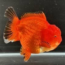 金魚専門店【GOOD's Gold Fish shop 名古屋】タイ産◆モヒカン バッファロー オランダ◆ブラックフィン 三色 トリカラー◆日本初上陸！_画像4