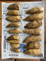 ○新鮮朝採り 筍 たけのこ　2kg 1/27/28日収穫分＊福岡県産 ＊_画像2