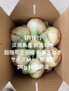 兵庫県 淡路島産 1月採れ 新玉ねぎ3kg 超極早生品種 新春玉ねぎ14個前後 