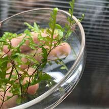 Teratophyllum aculeatum Nanga pinoh TB便 バードウィングファン　コケシノブ　シダ　熱帯植物　パルダリウム_画像6