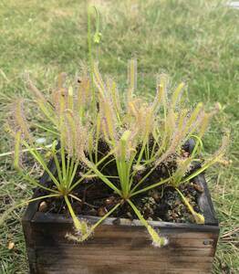 (食虫植物)ドロセラカペンシス・アルバ　(Drosera capensis alba) 抜き苗　1300円以上は送料無料