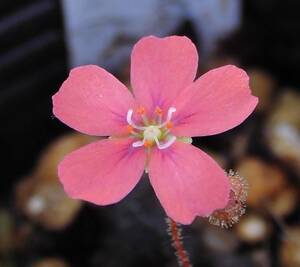 (食虫植物)ピグミー・ドロセラ プルケラ　コーラルピンク(Drosera pulchella)のムカゴ7粒（即決なら10粒）