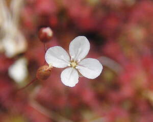 (食虫植物)ピグミー・ドロセラ ピグメア (Drosera pygmaea) East Australiaのムカゴ7粒（即決なら10粒）