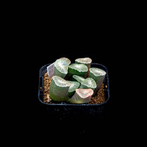 ● 万象 山本オーロラ ● ハオルチア 多肉植物 サボテン