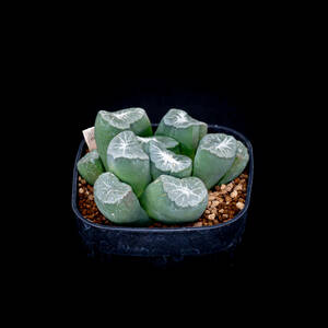 ● 万象 福竜 ( 天雷×ミレニアム ) ● オリジナル ハオルチア 多肉植物 サボテン