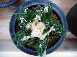 サボテン多肉植物(種子)　ブラボアナス　2023年自家採種　