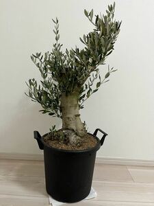 オリーブ　オリーブの木　古木　盆材　苗　植木　シンボルツリー