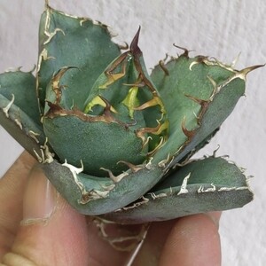 723【上澳園芸】 アガベ チタノタ 正規版 白鯨 Agave titanota Beluga angel 達磨葉 丸葉 包葉型 