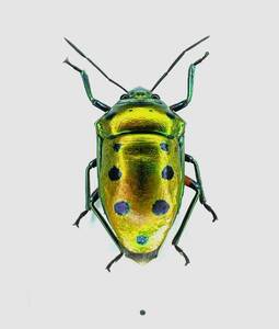 【日本の甲虫標本】沖縄本島産　ナナホシキンカメムシ1頭　【約15ミリ】