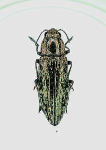 【日本の甲虫標本】滋賀県産　クロマダラタマムシ　【約22ミリ】