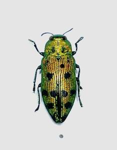 【日本の甲虫標本】神奈川県産　マスダクロホシタマムシ　【約10.5ミリ】