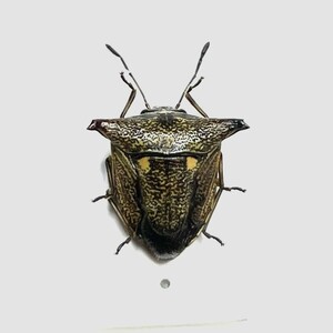 【日本の甲虫標本】神奈川県産　ウシカメムシ　【約7ミリ】