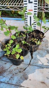 送料込み、ブラックペパーミント苗一つ。フレッシュミントティーやモヒートの材料に。ベランダ菜園に。強いので栽培が簡単。