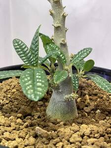 多肉植物 サボテン ドルステニア ギガス　ブラータ 実生 Dorstenia gigas f. bullata 塊根 コーデックス 灌木 珍奇 ビザールプランツ 