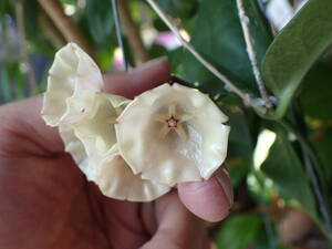 ホヤ・キスティアンタ(カンパニュラタ)　やや小型の釣り鐘状の白い美花