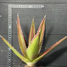 アガベ ケルチョベイ　Agave kerchovei 30_画像7