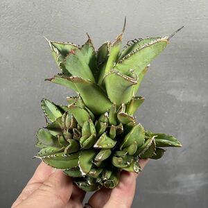 アガベ チタノタ モンスト agave titanota f.monstrosa 42