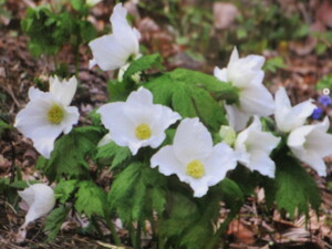 山野草　白花シラネアオイ超大株大小8芽花芽5芽