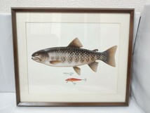 桜椽 東四 額装 額縁 アート 魚の絵 ポスター 絵画 岩魚 イワナ ルアー フィッシング 額縁サイズ 横45縦37.5高さ2.6 桜 多数出品中_画像1