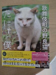 歌舞伎町の野良猫「たにゃ」と僕