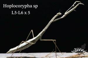 Hoplocorypha sp 5齢〜6齢 5匹 CB カマキリ