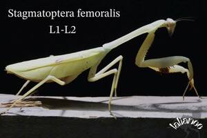 Stagmatoptera femoralis 初齢〜2齢 CB カマキリ