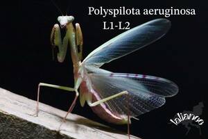 Polyspilota aeruginosa 初齢〜2齢 CB カマキリ
