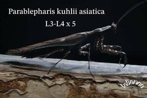 マオウカレハカマキリ parablepharis kuhlii asiatica3齡〜4齢 5匹 CB カマキリ