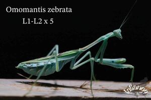 omomantis zebrata 初齢〜2齢 5匹 カマキリ CB