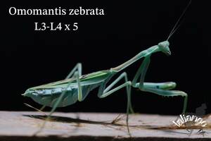 Omomantis zebrata 3齢〜4齢 5匹 カマキリ CB