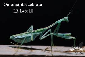 Omomantis zebrata 3齢〜4齢 10匹 カマキリ CB