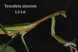 Tenodera sinensis オオカマキリ 5齡〜6齢 CB カマキリ