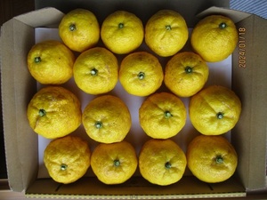 ゆず 柚子　無農薬 1.1kg 、16個 1月/14,17日 収穫品 、自家栽培