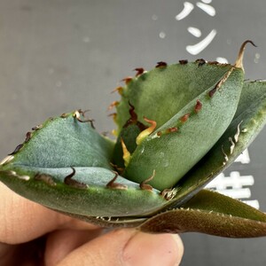 R18 【パンダ園芸】アガベ チタノタ ジャガーノート 純血 / Agave titanota 'Juggernaut' pure blood メリクロン株 発根済み 