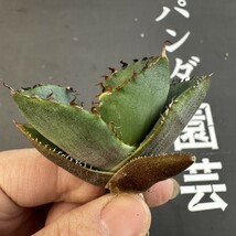 R18 【パンダ園芸】アガベ チタノタ ジャガーノート 純血 / Agave titanota 'Juggernaut' pure blood メリクロン株 発根済み _画像5