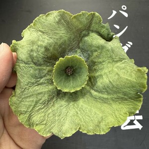 S25 【パンダ園芸】塊根性 クラッスラ ウンベラ ワインカップ Crassula umbella Wine-Cup 多肉植物 サボテン エケベリア チレコドン 