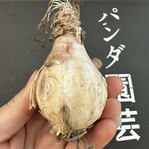 V8 【パンダ園芸】ゲチリス“ブリッテニアナ,Gethyllis Britteniana”多肉植物 球根 塊根 コーデックス _画像5