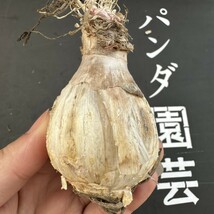 V8 【パンダ園芸】ゲチリス“ブリッテニアナ,Gethyllis Britteniana”多肉植物 球根 塊根 コーデックス _画像2