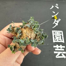 W58 【パンダ園芸】特選 多肉植物 珍奇塊根植物 コーデックス　オトンナ カカリオイデス(実生)大株 多頭_画像6