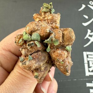 X22 【パンダ園芸】特選 多肉植物 珍奇塊根植物 コーデックス　オトンナ カカリオイデス(実生)大株 多頭 