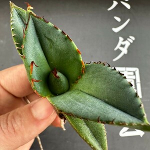 X50【パンダ園芸】アガベ チタノタ ジャガーノート 純血 / Agave titanota 'Juggernaut' pure blood メリクロン株 発根済み 