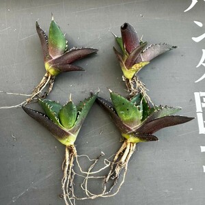 F8 【パンダ園芸】アガベ　チタノタ HADES ハデス 恐竜牙歯 Agave titanota Hades　メリクロン株 発根済み 4株同梱