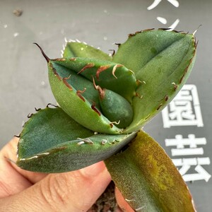 F10 【パンダ園芸】アガベ チタノタ ジャガーノート 純血 / Agave titanota 'Juggernaut' pure blood メリクロン株 発根済み 